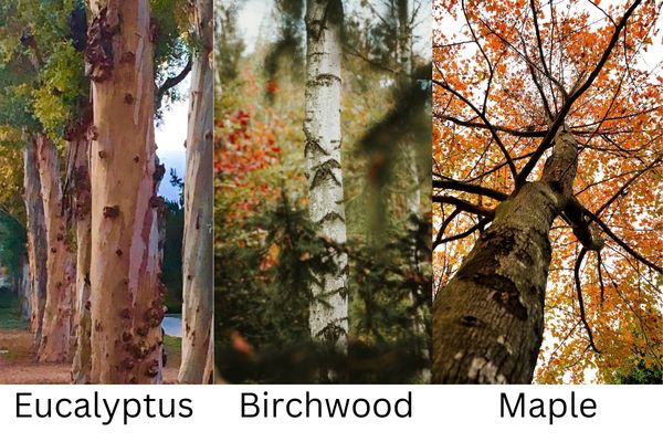 types of woods
